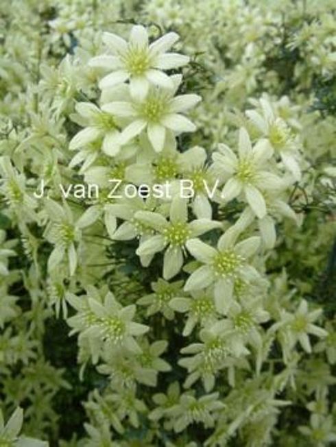 Clematis 'Pixie'
