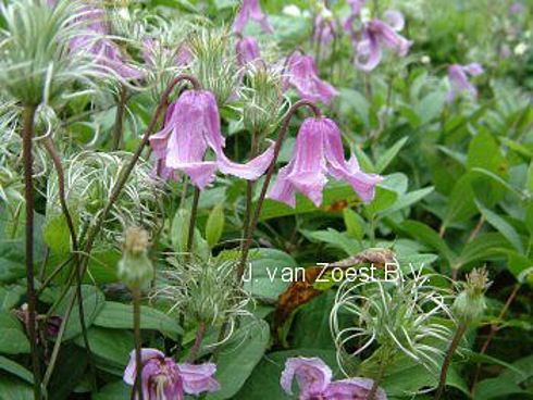 Clematis integrifolia 'Rosea'
