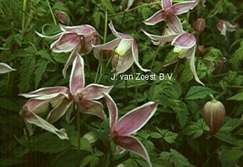 Clematis alpina 'Rosy Pagoda'