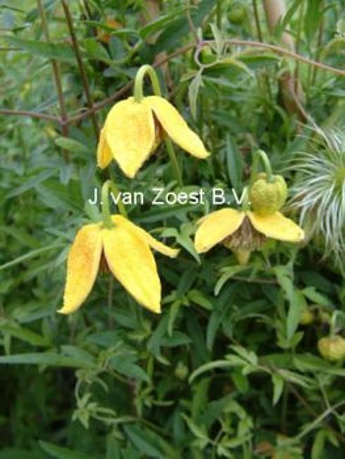 Clematis 'Shorty'