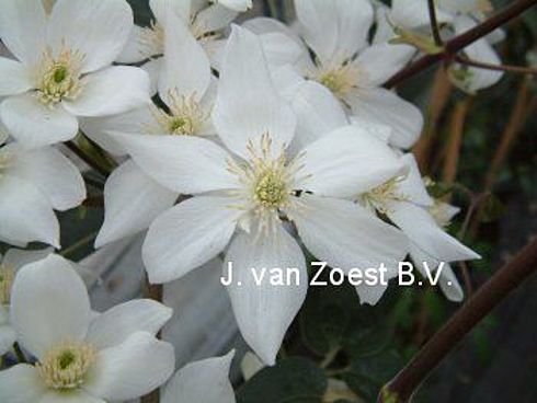 Clematis armandii 'Snowdrift'