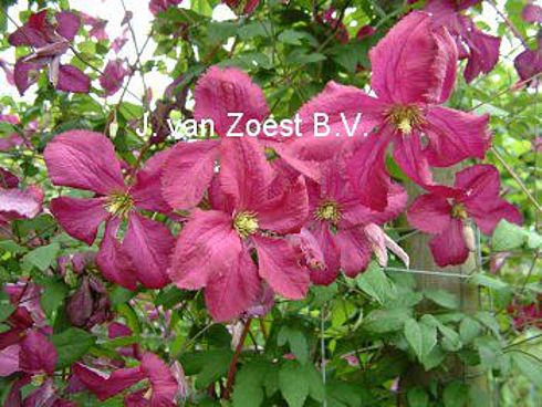 Clematis viticella 'Sodertalje'