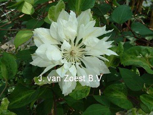 Clematis 'Yukiokoshi'