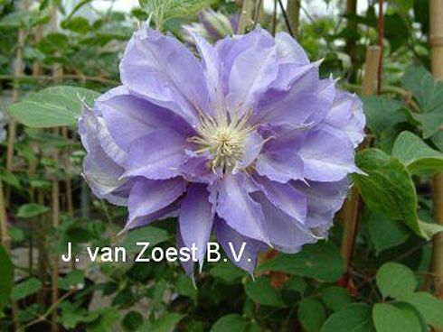 Clematis 'Yvette Houry'