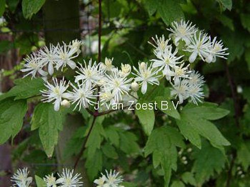 Clematis 'apiifolia'
