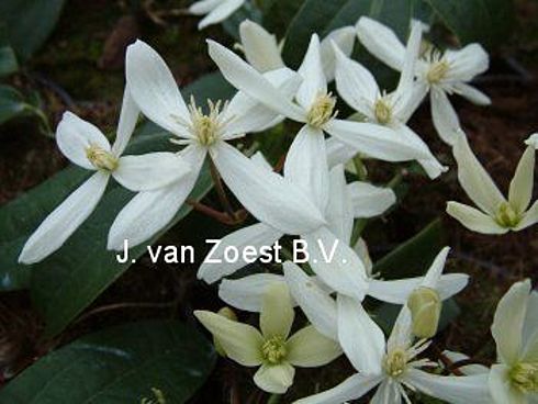 Clematis 'armandii'