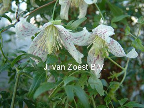 Clematis 'cirrhosa var. balearica'