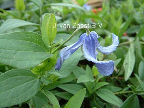 Clematis 'integrifolia'