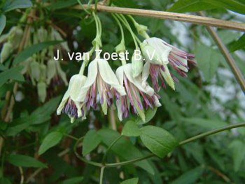 Clematis 'napaulensis'