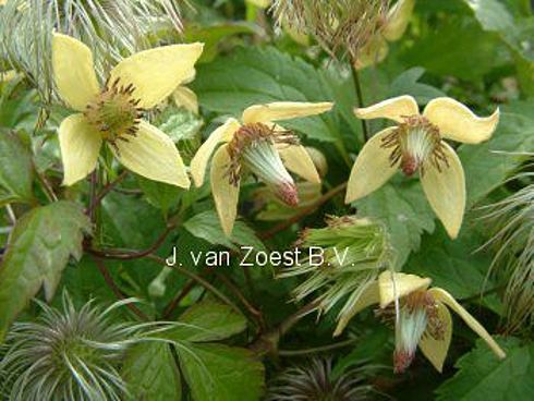 Clematis 'serratifolia'