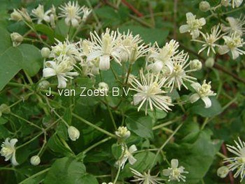Clematis 'vitalba'