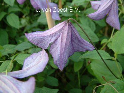 Clematis 'viticella'