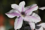Clematis 'Best Wishes' PBRaf