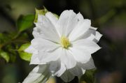 Clematis DANCING�� DORIEN