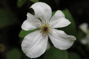 Clematis 'FOREVER FRIENDS' (�Zofofri�)