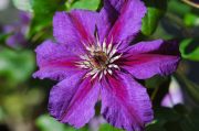 Clematis 'HAPPY BIRTHDAY' ('Zohapbi') 
