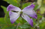 Clematis I AM�� LADY J ('Zoiamlj')
