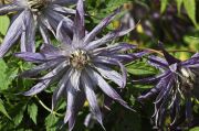 Clematis 'SPIKY' PBRaf ('Zospi�)