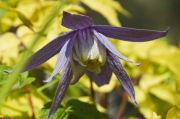 Clematis 'Stolwijk Gold' PBR & PP