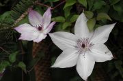 Clematis 'Utopia'