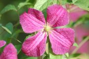 Clematis viticella 'Abundance'