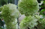 Clematis florida 'Alba Plena'