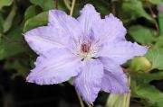 Clematis 'Alice Fisk'