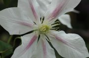 Clematis 'Andromeda'