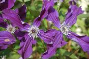 Clematis 'Aphrodite'