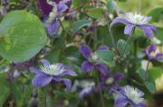 Clematis 'Arabella'