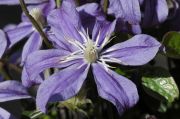 Clematis 'Arabella'