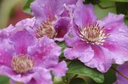 Clematis 'Ashva'