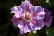 Clematis 'Ashva'