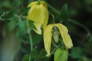 Clematis tangutica 'Aureolin'