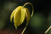 Clematis tangutica 'Aureolin'