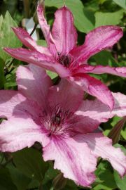 Clematis 'Barbara'