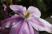 Clematis 'Bees Jubilee'