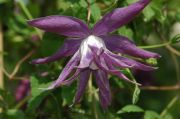Clematis macropetala 'Big Bird'