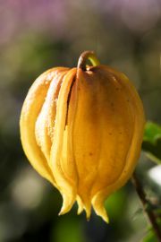 Clematis tangutica 'Bill MacKenzie'