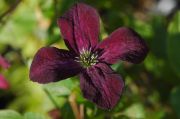 Clematis 'Black Prince'