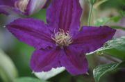 Clematis 'Black Tea'