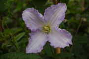 Clematis 'Blekitny Aniol'