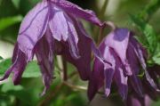 Clematis macropetala 'Blue Bird'