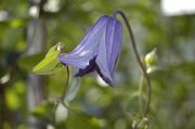Clematis 'Blue Boy'