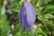 Clematis alpina 'Blue Dancer'