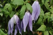 Clematis alpina 'Blue Dancer'