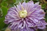 Clematis 'Blue Light PBR'