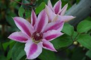 Clematis 'Capitaine Thuilleaux'