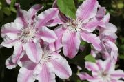Clematis 'Capitaine Thuilleaux'