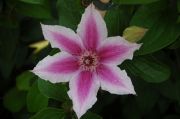 Clematis 'Carnaby'